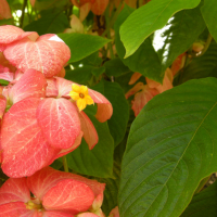 mussaenda_erythrophylla5md