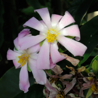 pereskia_grandifolia5md