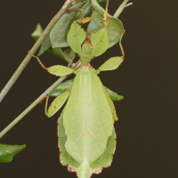 Phyllium sp (Phyllie, Phasme-feuille)