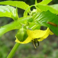 physalis_peruviana2md