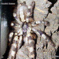 poecilotheria_formosa2ml