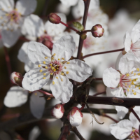 Prunus_cerasifera f. atropurpurea