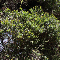Quercus lancifolia (Chêne)
