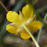 ranunculus_breyninus2md