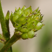 ranunculus_caucasicus2md