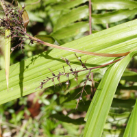 scleria_latifolia4md