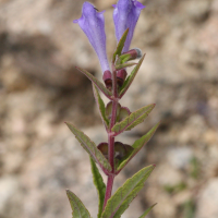 scutellaria_galericulata3md (Scutellaria galericulata)