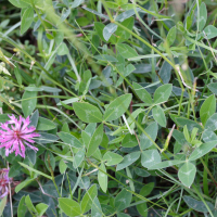 Trifolium medium (Trèfle intermédiaire, Trèfle flexueux)