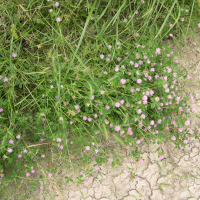 Trifolium resupinatum (Trèfle résupiné Trèfle à corolle renversée)
