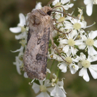 agrotis_segetum1bmd (Agrotis segetum)