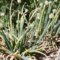 Allium altaicum (Ail de l'Altaï)