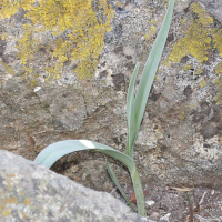 Allium commutatum (Poireau littoral)