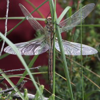 anax_parthenope3bd (Anax parthenope)