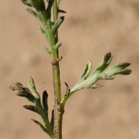 anthemis_maritima3md (Anthemis maritima)