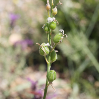 anthericum_liliago6md (Anthericum liliago)