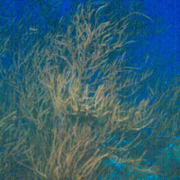 Antipathes sp. (Corail noir buissonant)