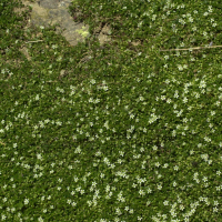 Arenaria ciliata (Sabline ciliée)