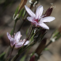 arenaria_purpurascens2bd (Arenaria purpurascens)