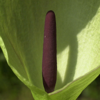 arum_maculatum3bmd (Arum maculatum)