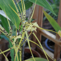 brassia_caudata2md (Brassia caudata)