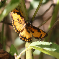 byblia_anvatara_anvatara4bd (Byblia anvatara ssp. anvatara)