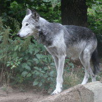 canis_lupus_mackenzii1MD (Canis lupus)