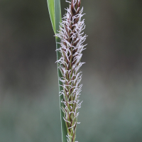 carex_acuta4md (Carex acuta)