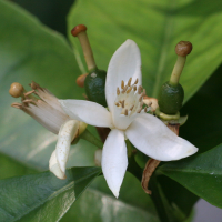 citrus_aurantium_amara2md (Citrus aurantium amara)