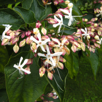 clerodendrum_trichotomum3md