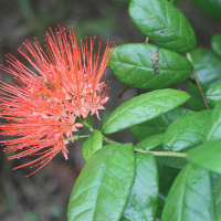 combretum_constrictum5md (Combretum constrictum)