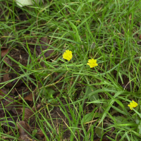 crepis_capillaris2md (Crepis capillaris)