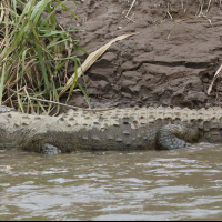 Crocodylus acutus (Crocodile américain)