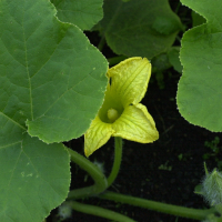 cucurbita_maxima5md (Cucurbita maxima)