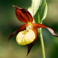 cypripedium_calceolus4mcf (Cypripedium calceolus)