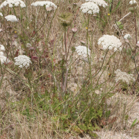 daucus_carota_gummifer1bmd (Daucus carota ssp. gummifer)