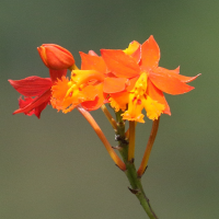 epidendrum_radicans2bd (Epidendrum radicans)