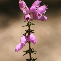 erica_cinerea3md (Erica cinerea)