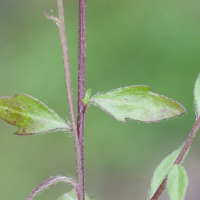 Erigeron_karvinskianus