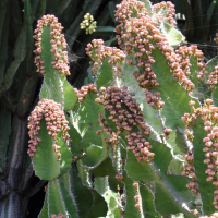 Euphorbia cooperi (Euphorbe candélabre)