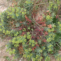 Euphorbia portlandica (Euphorbe des estuaires)