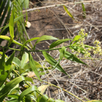 Flagellaria indica (Flagellaria)