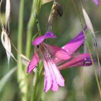 gladiolus_italicus2md