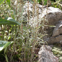 Gnaphalium norvegicum (Gnaphale de Norvège)