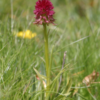 Gymnadenia nigra ssp. rhellicani (Nigritelle, Orchis vanille)