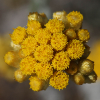 helichrysum_conglobatum3bd