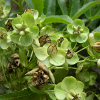 helleborus_lividus_corsicus4md