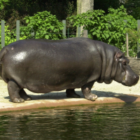 hippopotamus_amphibius2md