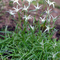 Leontopodium calocephalum (Léontopodium, Edelweiss)