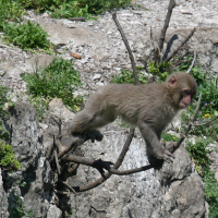 macaca_fuscata2md