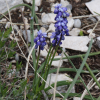 muscari_neglectum1bbd